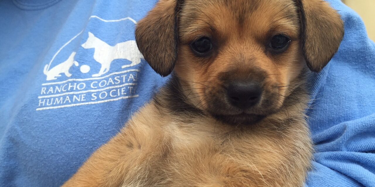 “Hyatt Hound” Puppy Available For Adoption Thursday‏