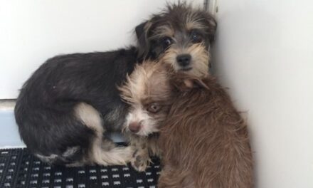 Two Puppies Abandoned Inside Otay Mesa Dumpster