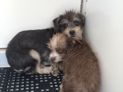 Two Puppies Abandoned Inside Otay Mesa Dumpster