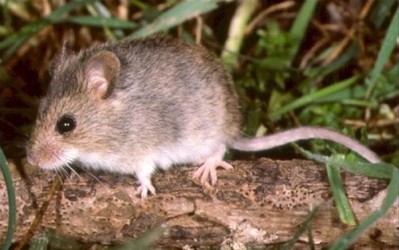 Two Mice Found In Escondido And Rancho Bernardo Test Positive For Hantavirus