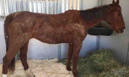 Animal Services Rescues Neglected Horse At Bonita Stable