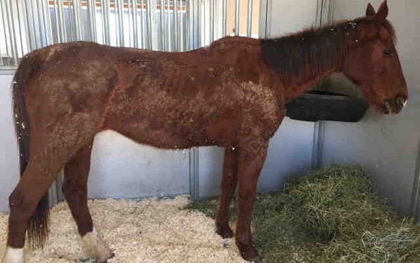 Animal Services Rescues Neglected Horse At Bonita Stable