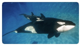 SeaWorld To End Orca Breeding Program