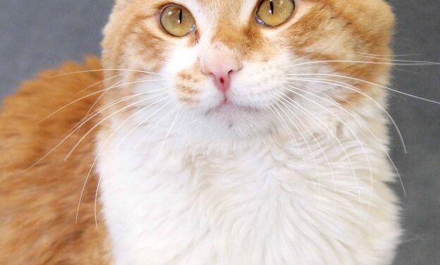 Pet Of The Week: Garfield The Cat