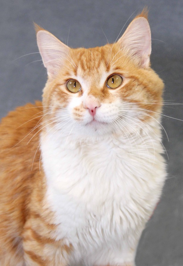 Pet Of The Week: Garfield The Cat