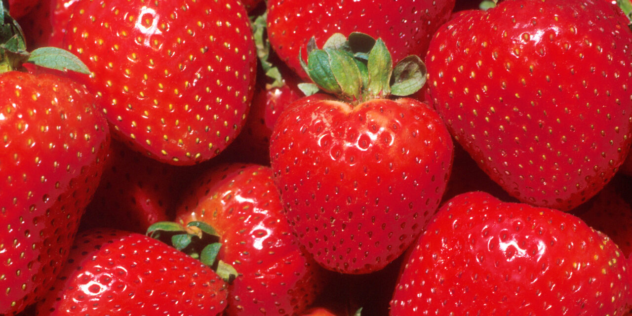 California strawberry growers and farm workers pick safety