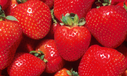California strawberry growers and farm workers pick safety