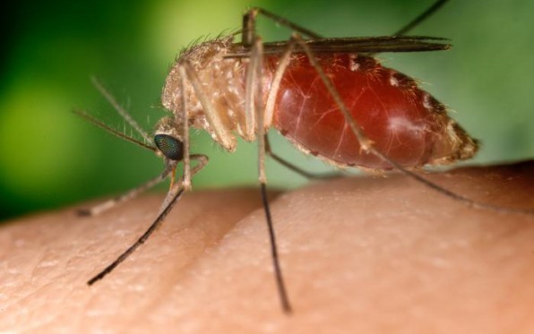 Vector Control To Spray County Neighborhoods To Stop West Nile Virus