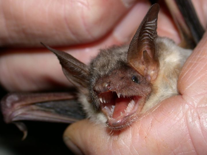 Rabid Bat Found At San Diego Zoo Safari Park