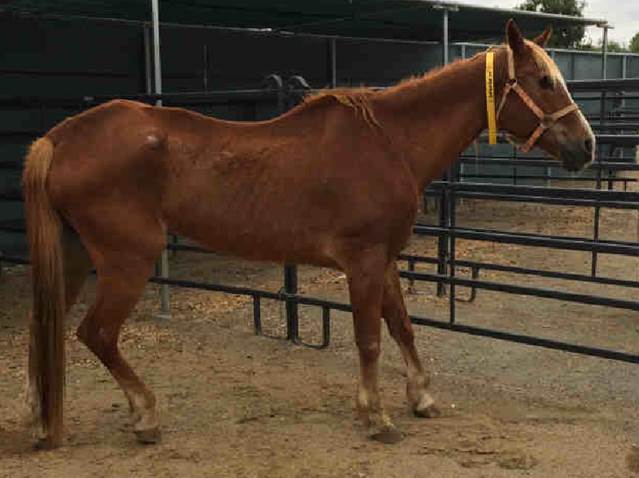 Horses Seized From Ramona Property Available For Adoption