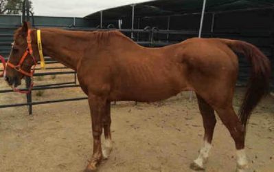 County Animal Services Rescue 15 Neglected Horses