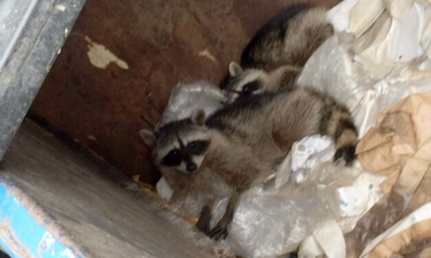Two Raccoons Rescued From Grantville Recycling Plant Dumpster