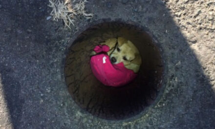 Chihuahua Rescued From Inside Drain Pipe