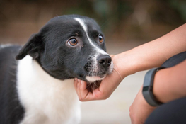 Governor Newsom signs legislation protecting animal welfare in the state