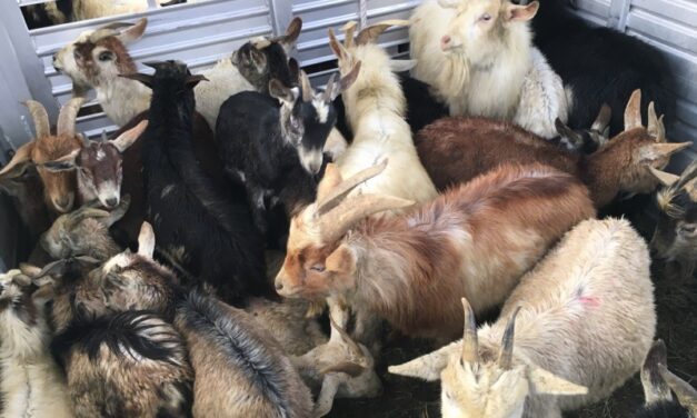 Goats Found Dead On Jamul Property