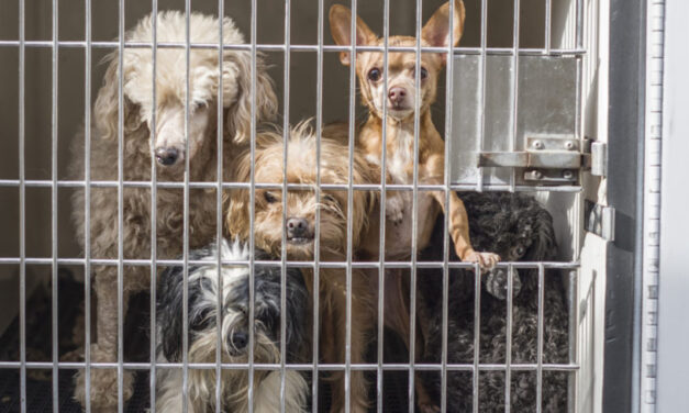 53 Dogs Seized From Jamul Home