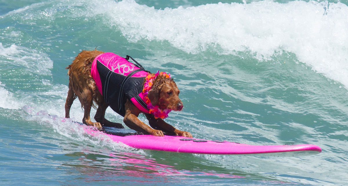 Surfing Dog Raises Millions Of Dollars For Charity
