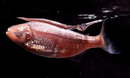 Tiny Cavefish May Help Humans Evolve To Require Very Little Sleep