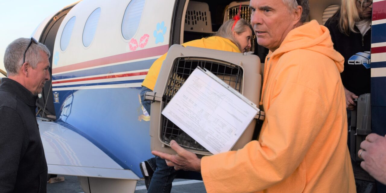 Two Dozen Rescued Dogs Flown To San Diego
