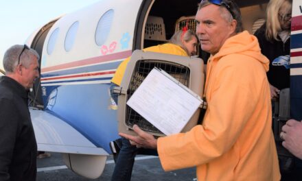 Two Dozen Rescued Dogs Flown To San Diego