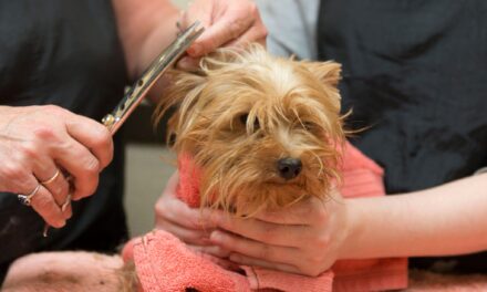 123 Yorkies Rescued From Hoarder Home Up For Adoption