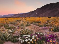 Thousands Of Visitors Flock To Anza-Borrego Desert State Park For ‘Super Bloom’
