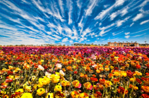 The Flower Fields Opens Today