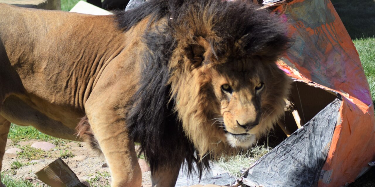 Video: Lions, Tigers And Bears Sanctuary