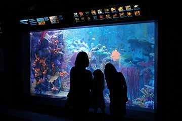 Birch Aquarium moves holiday celebration outdoors