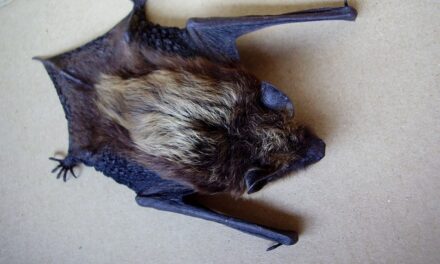 Rabid Bat Found At San Diego Zoo Safari Park