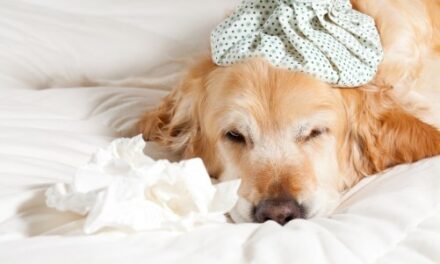Protect Your Pet From Canine Influenza