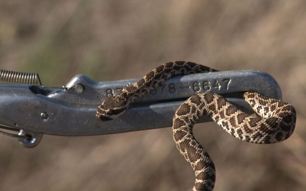 Hot Tempertures Increasing The Number Of  Rattlesnakes Sightings