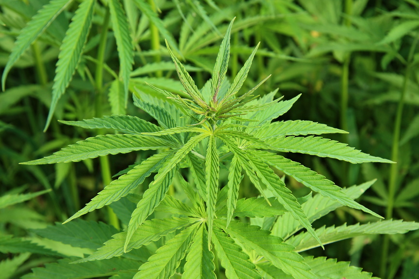Authorities Raid Marijuana Dispensary