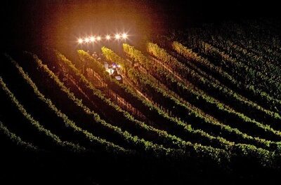 Report Issued On California Wine Harvest