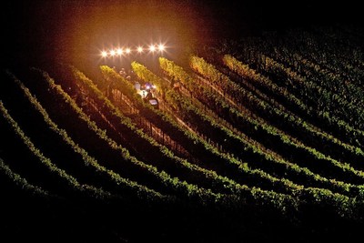 Report Issued On California Wine Harvest