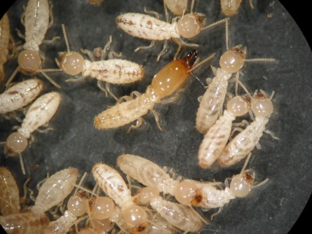 If Termites Eat Bait For One Day, They Die Within 90