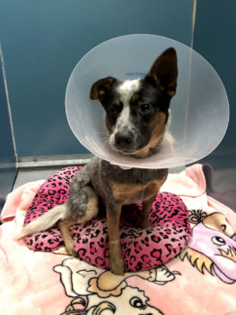 Severely Injured Dog Now Ready For Adoption