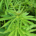 CA seizes illegal cannabis products worth $53 million
