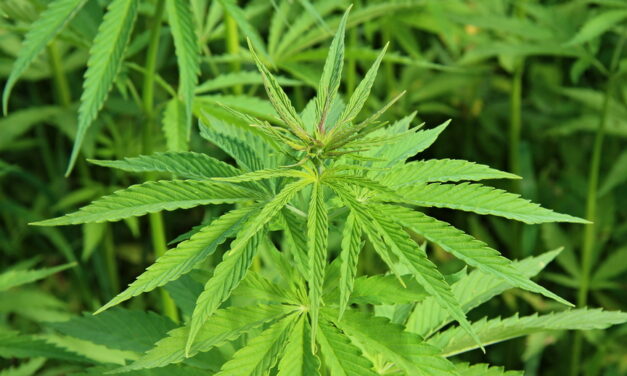 Authorities arrest two people, seize illegal marijuana grow in Fallbrook