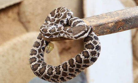 Rattlesnakes Return As Weather Warms Up
