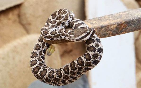 Rattlesnakes Return As Weather Warms Up