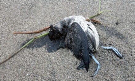 Ocean Warming, ‘Junk-Food’ Prey Cause Of Massive Seabird Die-Off, Study Finds