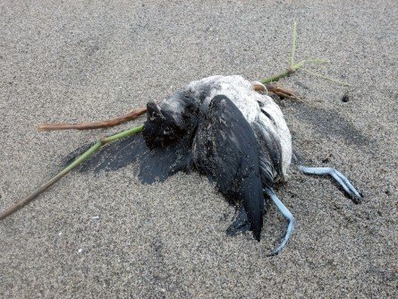 Ocean Warming, ‘Junk-Food’ Prey Cause Of Massive Seabird Die-Off, Study Finds