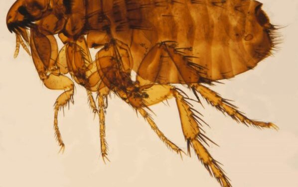 Typhus Case Prompts Flea Protection Warning