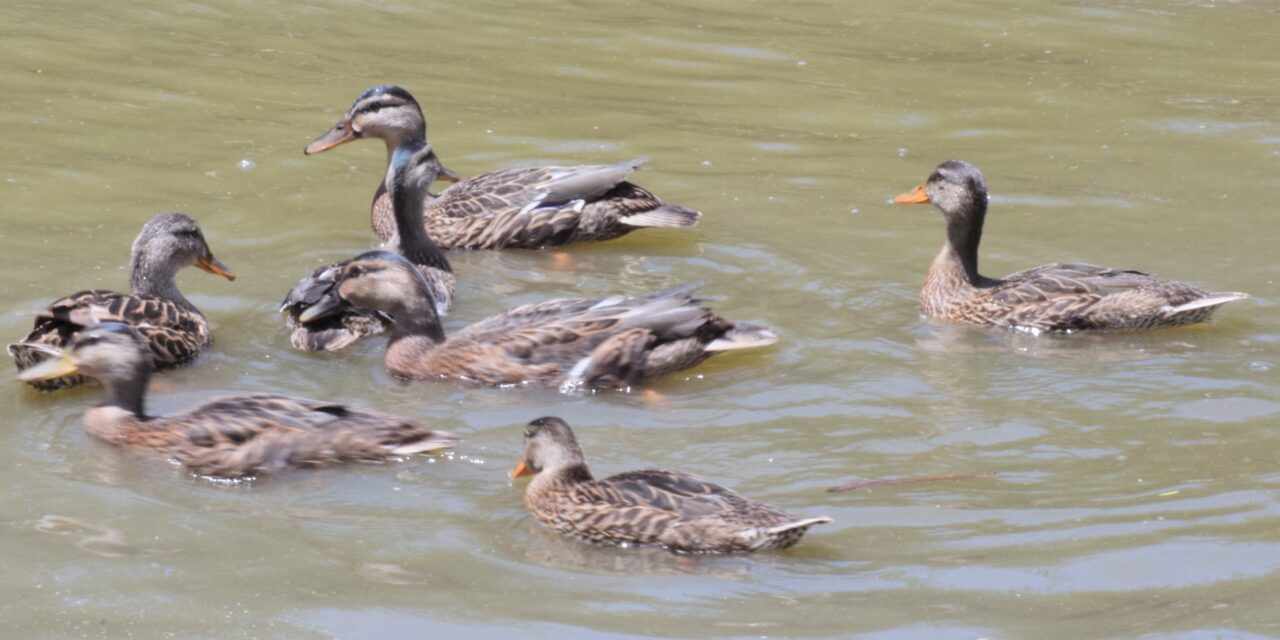San Diego Wildlife Center Release Ducks Into The Wild