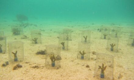 Previously Overlooked “Coral Ticks” Weaken Degraded Reefs