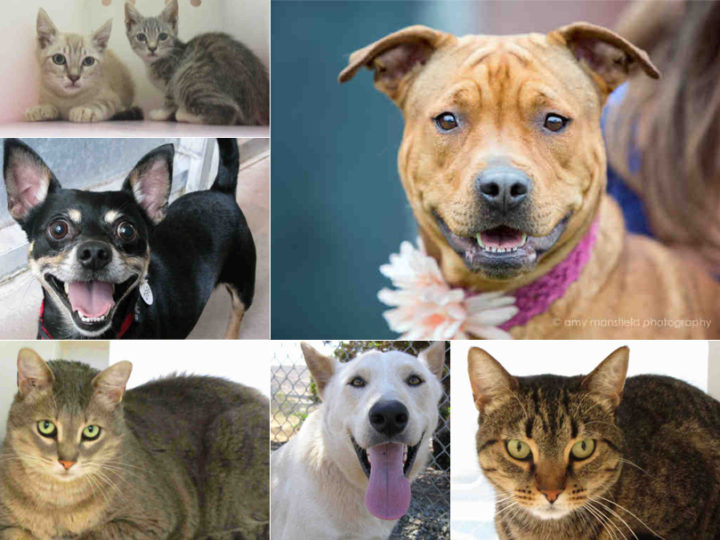 Free Pet Adoptions For Clear The Shelters