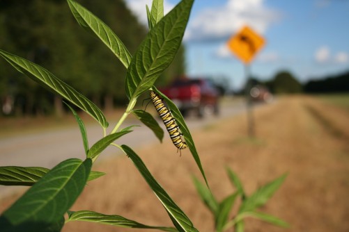 Caterpillar ‘Road Rage’ Could Affect Migration