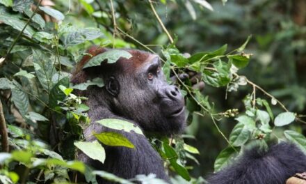 Study Across Western Equatorial Africa Finds More Gorillas, Chimpanzees Than Expected, But 80% Are Outside Safe Havens
