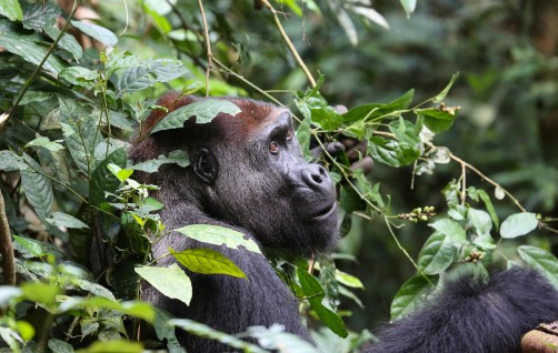 Study Across Western Equatorial Africa Finds More Gorillas, Chimpanzees Than Expected, But 80% Are Outside Safe Havens